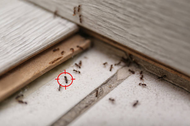 Best Pest Removal Services  in Saddle Rock, NY