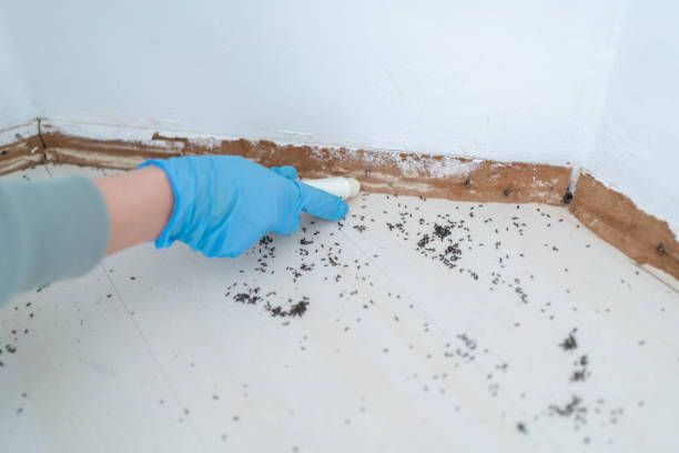 Best Affordable Pest Control Services  in Saddle Rock, NY