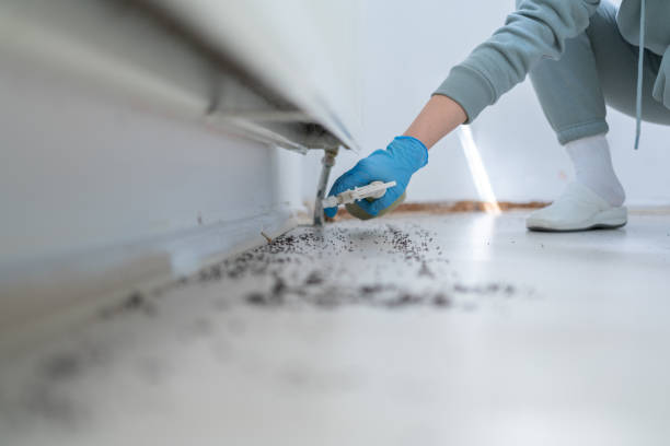 Best Affordable Pest Control Services  in Saddle Rock, NY